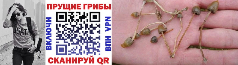 Галлюциногенные грибы Magic Shrooms Ступино